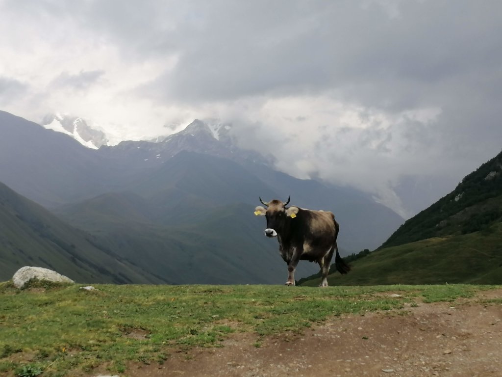 ジョージアの山々に佇む牛
