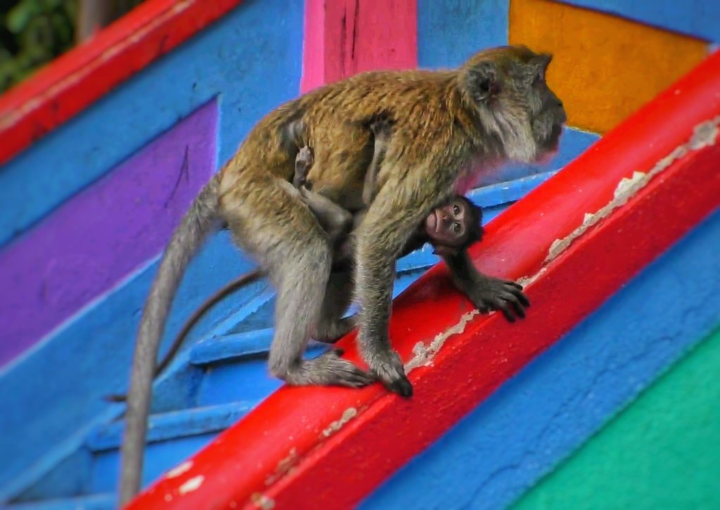 カラフルな階段を登る親子の猿