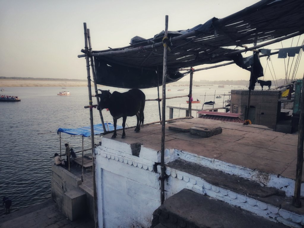 インダス川と牛