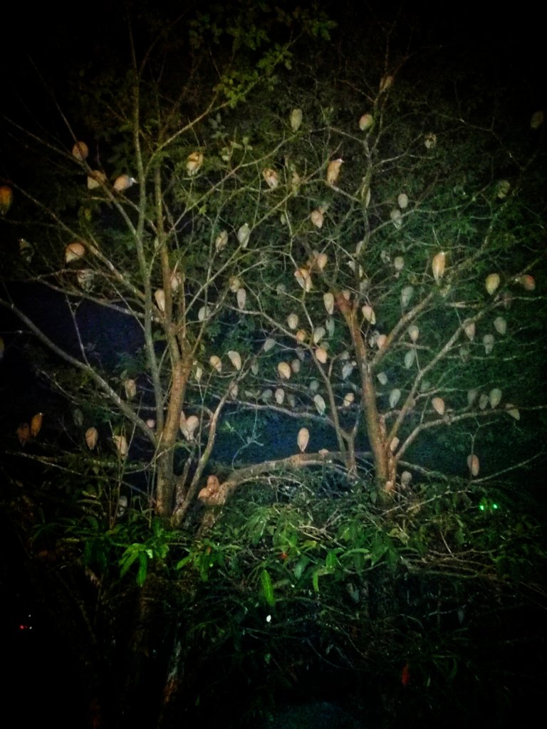 夜に木の上で眠る鳥の群れ