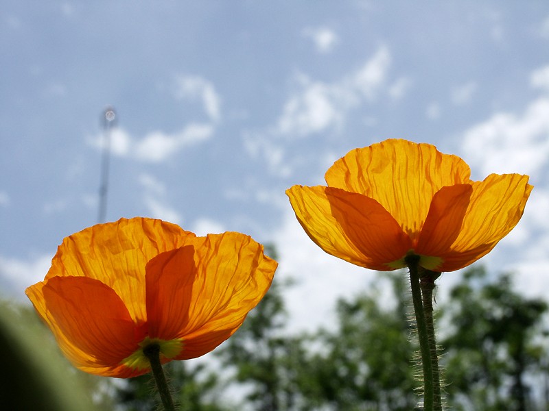 フランス国旗の意味と由来 フランス革命と同時に生まれた Traveloglog