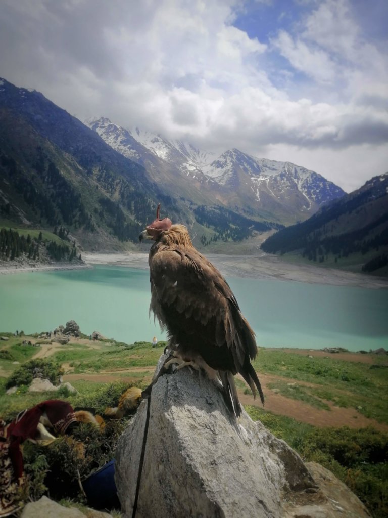 アルマティ湖の鷹