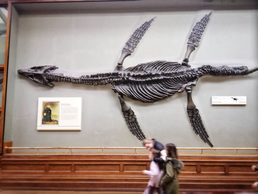 イギリス自然史博物館のプレシオサウルス