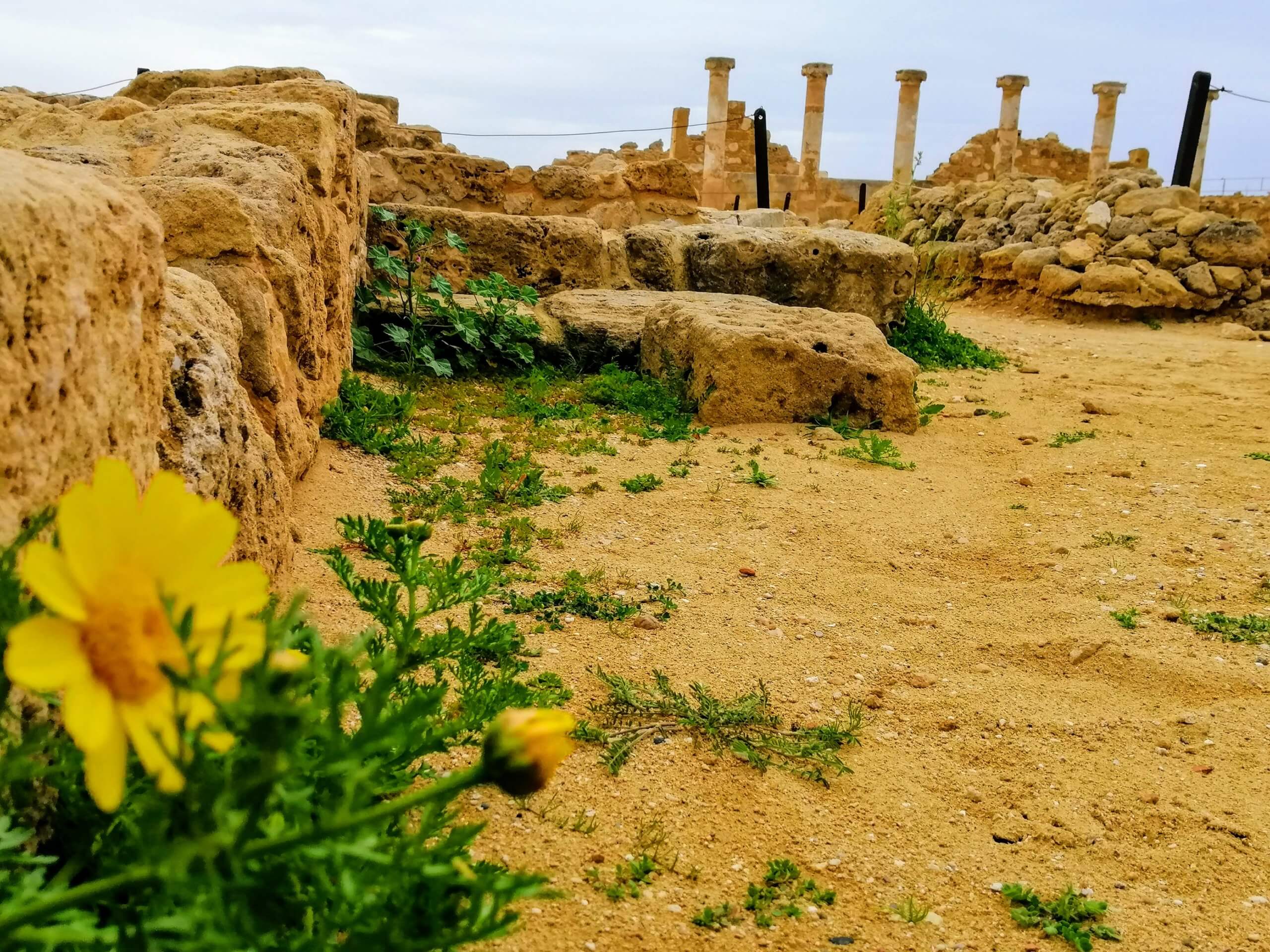 キプロスの遺跡と花