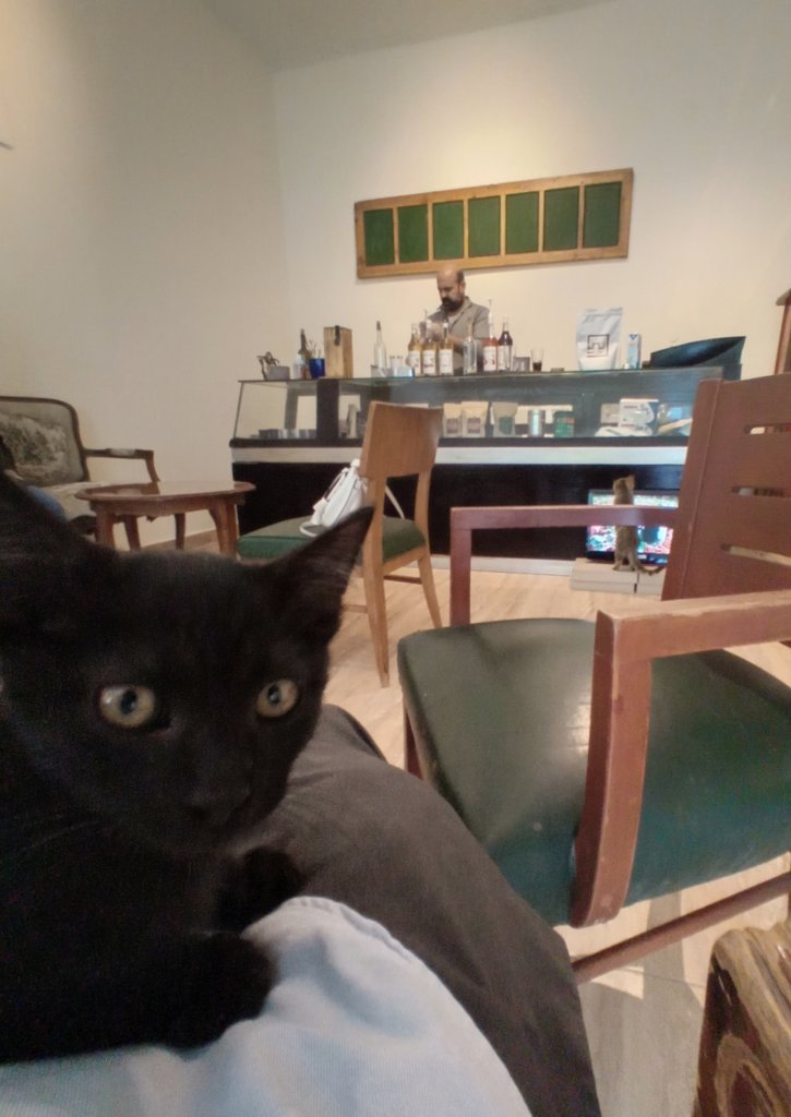 アンマン：猫カフェのcafe
