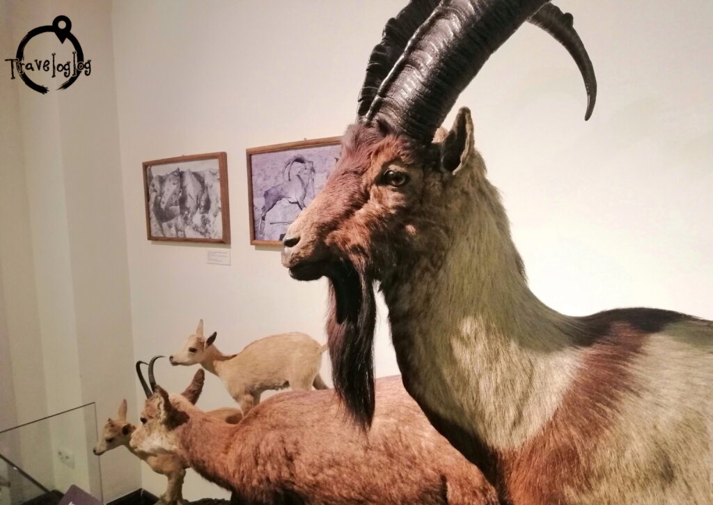 ジョージア：博物館のヤギ