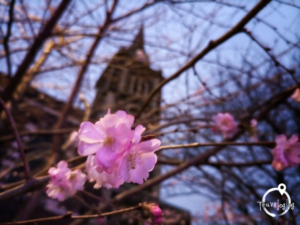 イギリス：教会の夜桜