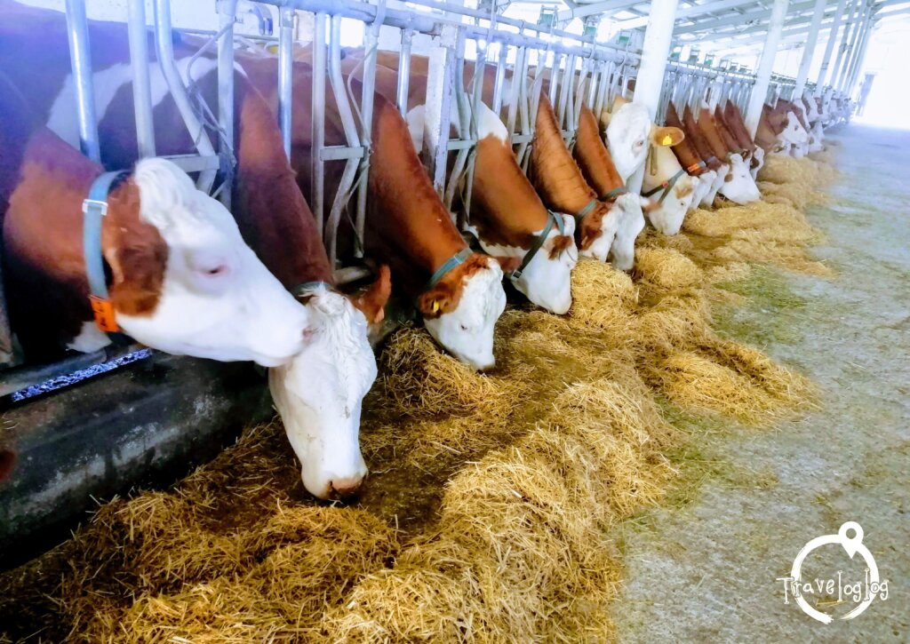 ドゥバヤジット：トルコの牧場・牛さんの食事風景