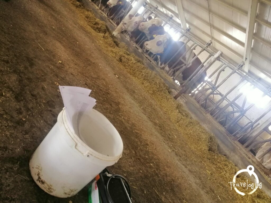 ドゥバヤジット：トルコの牧場・牛の妊娠検査が始まる