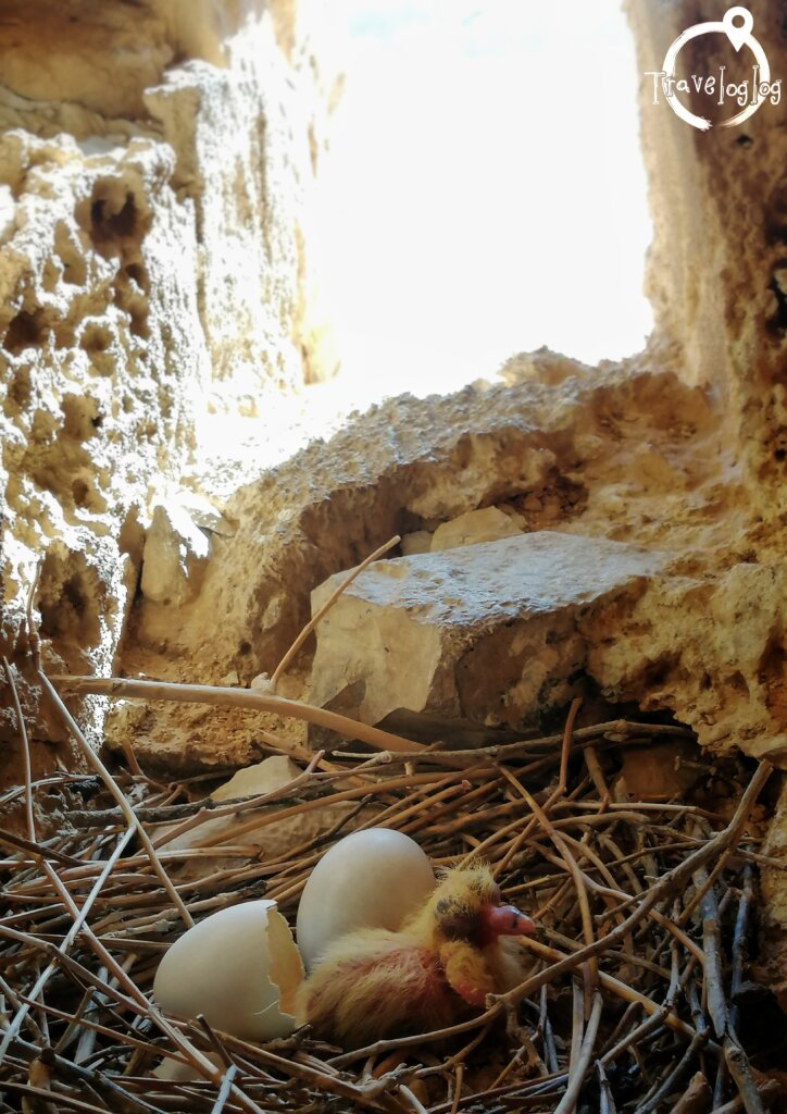 ヨルダン：遺跡の卵とひな鳥