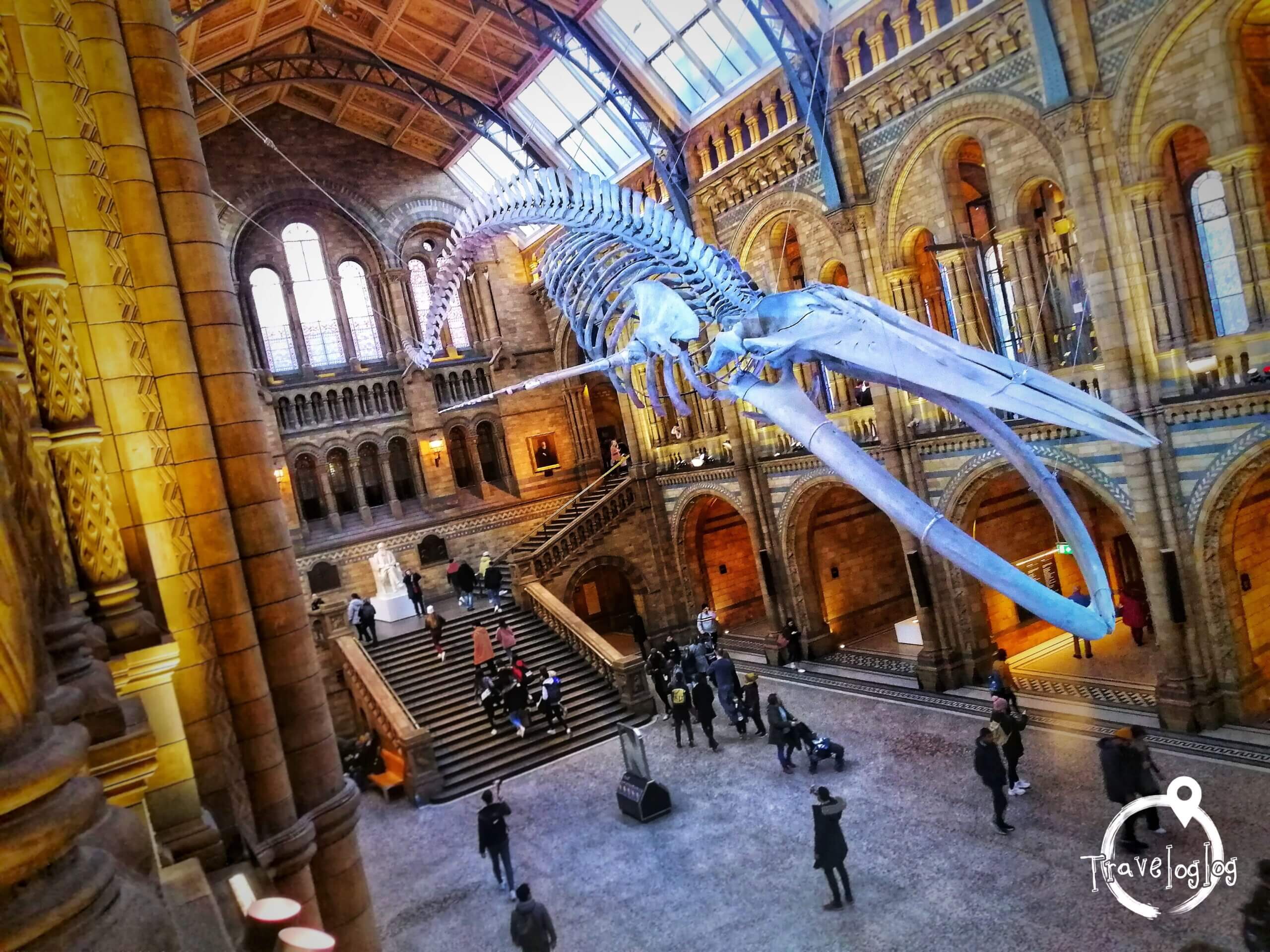 ロンドン：博物館のクジラの骨格展示