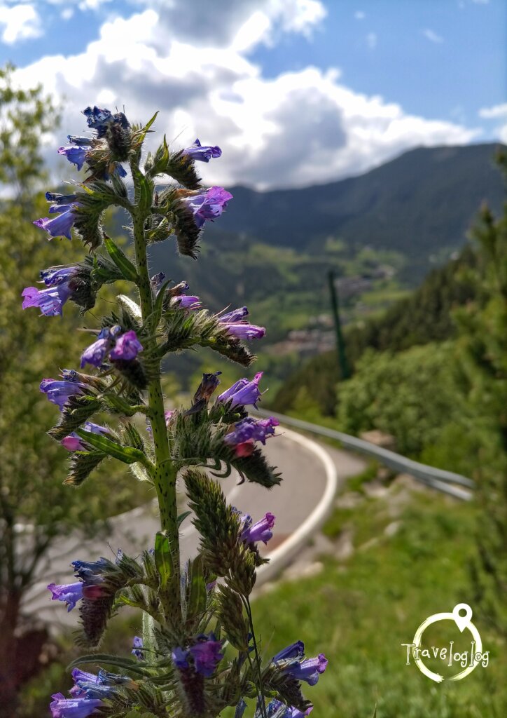アンドラ：山に咲く紫の花