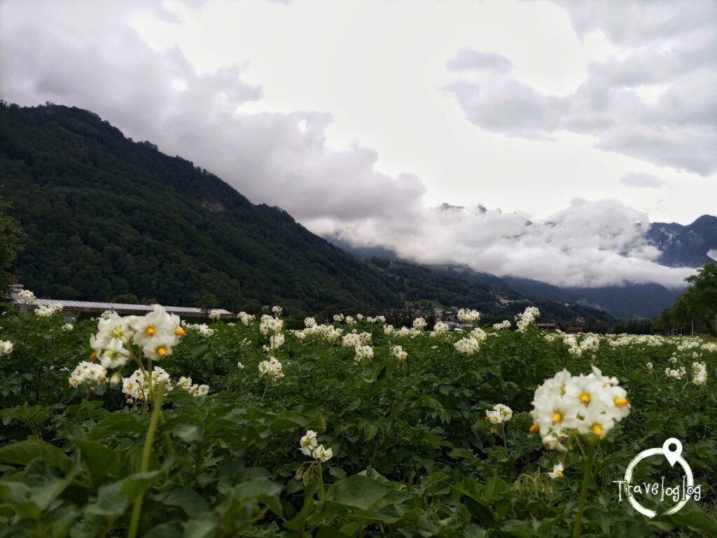 リヒテンシュタイン：白い花と山々