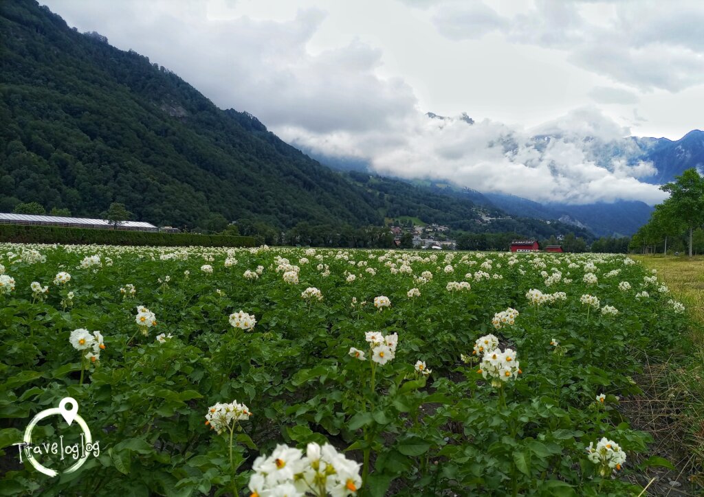 リヒテンシュタイン：白い花と山々２