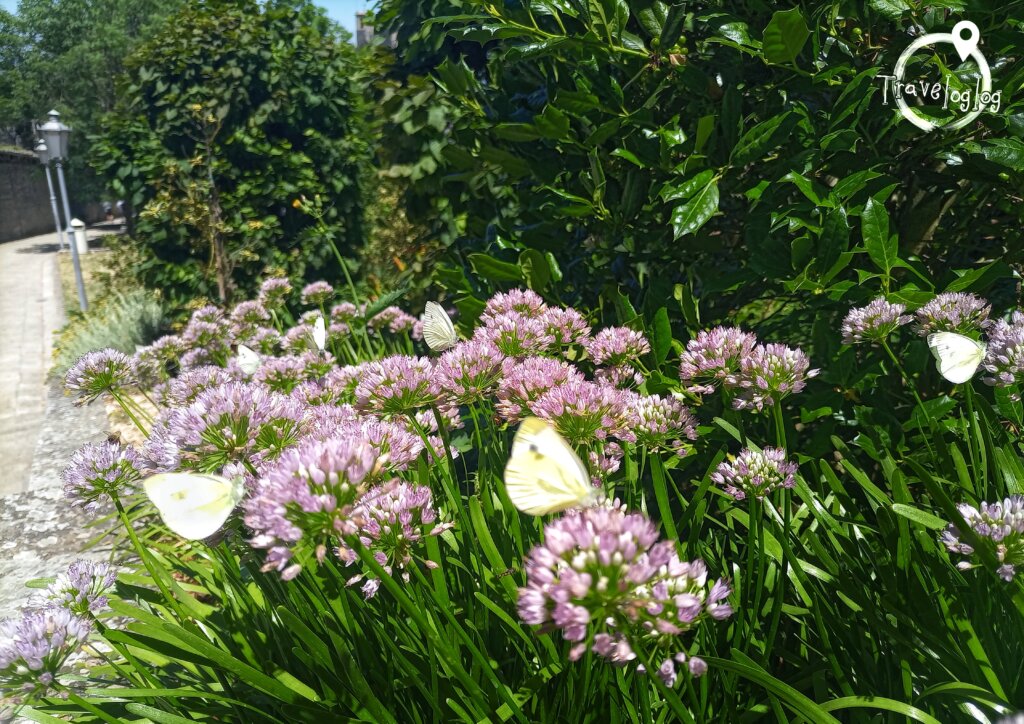 サンマリノ：花壇に止まった蝶々