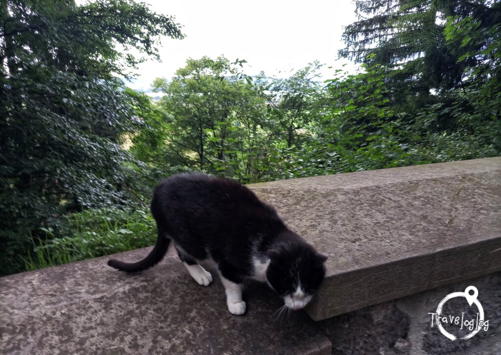 ドイツ：ノイシュバンシュタイン城の猫