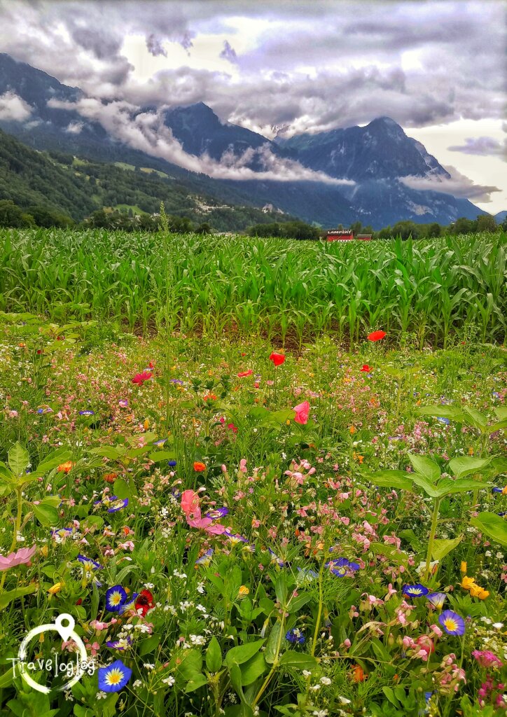 リヒテンシュタイン絶景：色とりどりの花と山脈