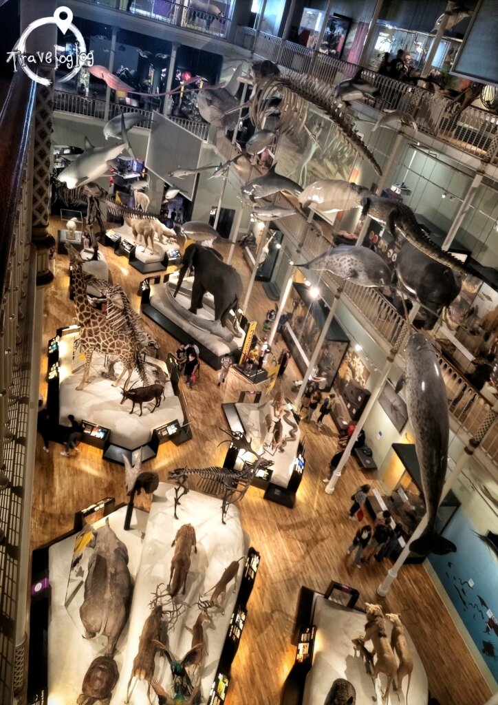 スコットランド：エジンバラ：博物館の骨格展示