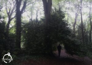 アイルランド：深い森を進む