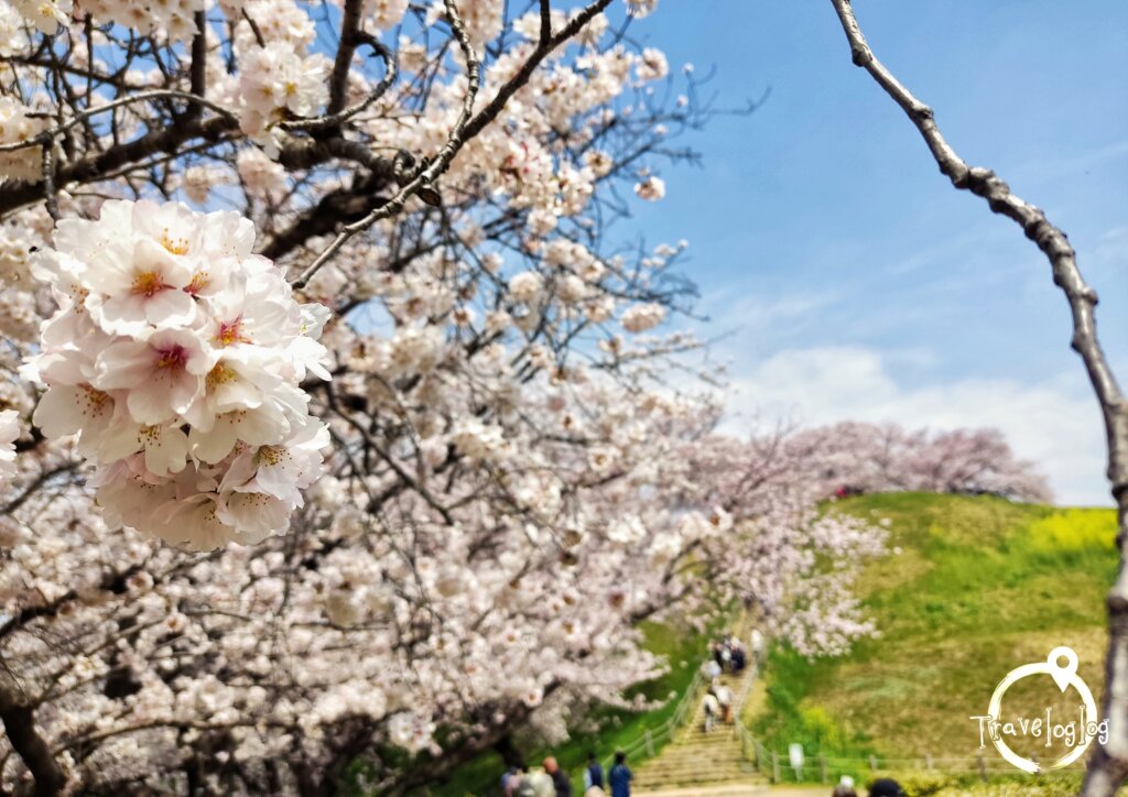 日本：埼玉：さきたま古墳群の桜２
