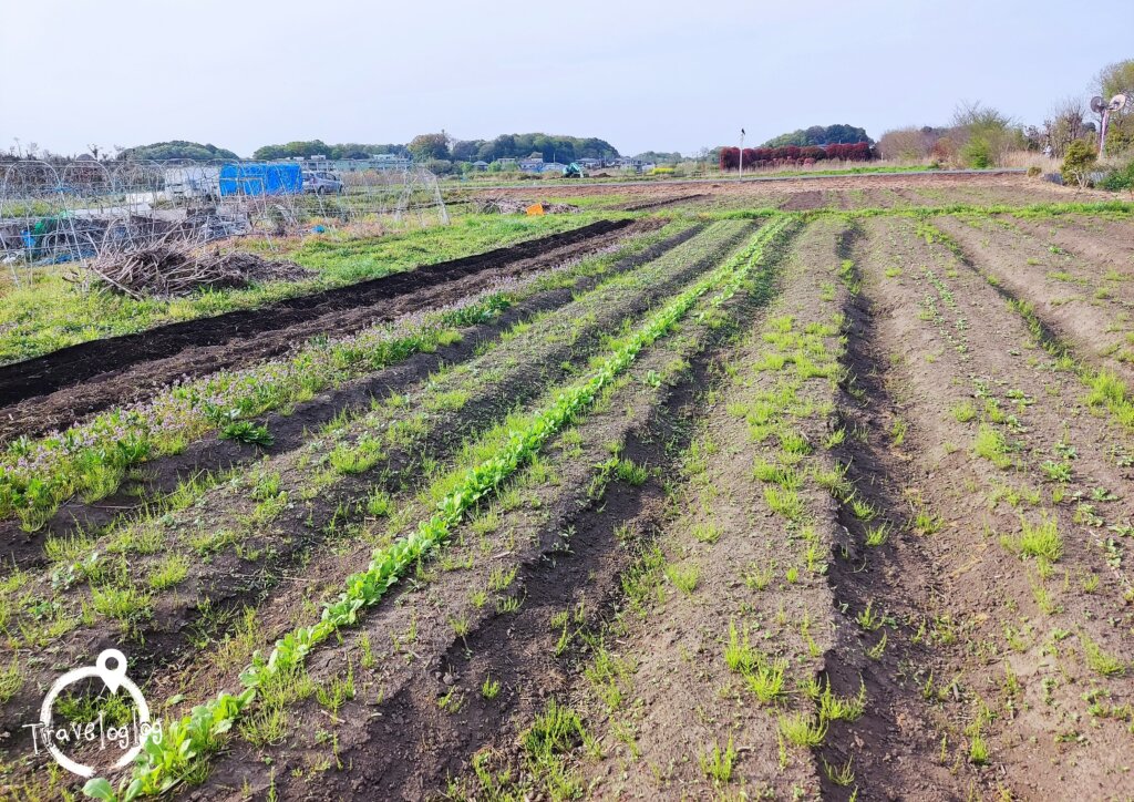 日本：雑草の生えてきた畑の様子