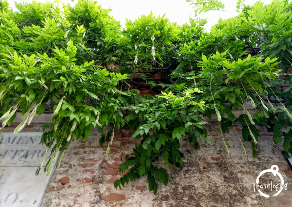 イタリア：ベネチア：ヴェネツィア：垂れ下がった豆植物