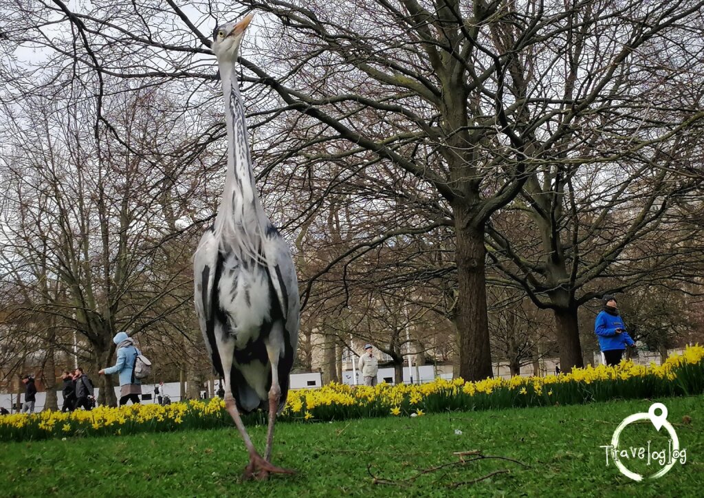 ロンドン：公園の鳥２