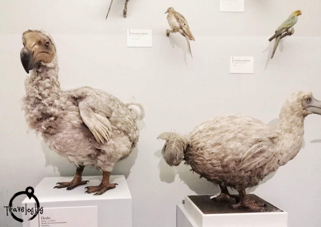 ロンドン：自然史博物館：ドードーの剥製