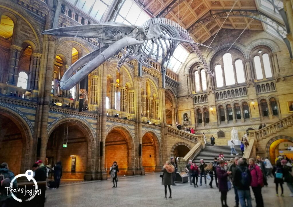 ロンドン：自然史博物館：巨大なクジラの骨