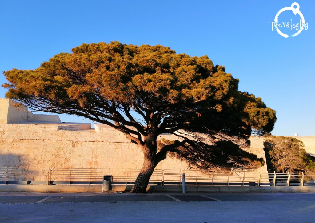 マルタ；大きく傾いた木