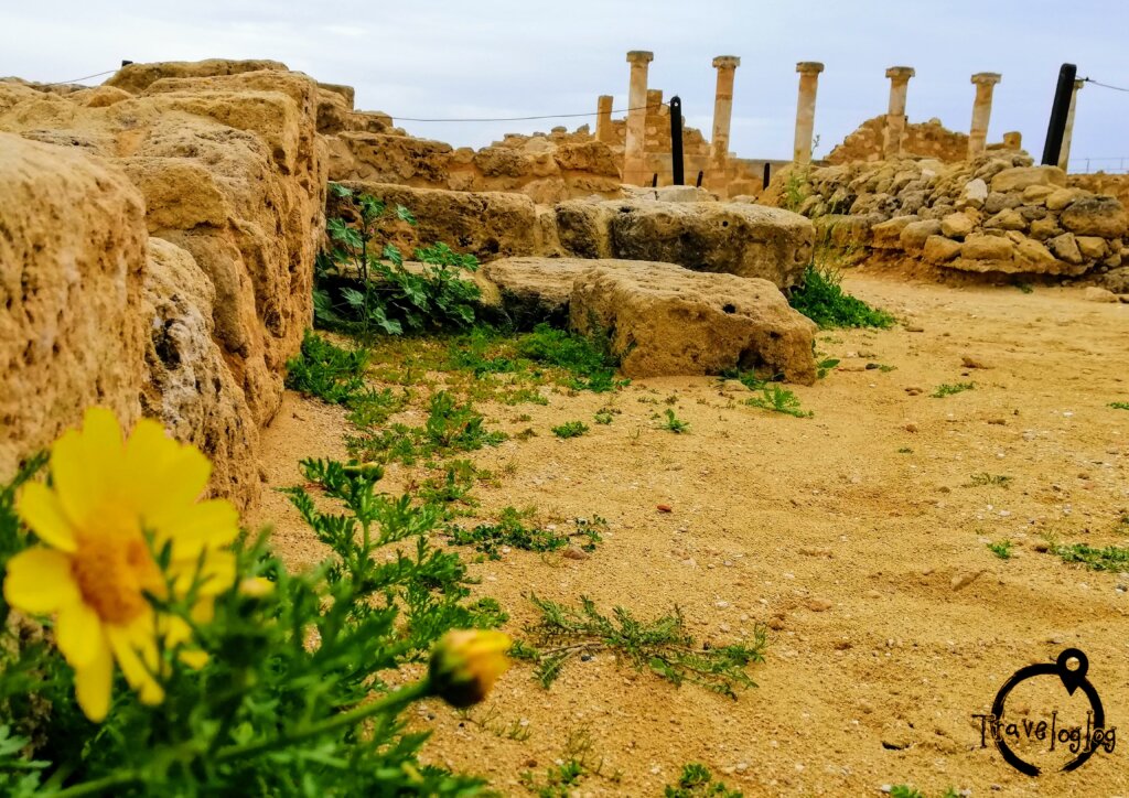 キプロス：遺跡と黄色い花
