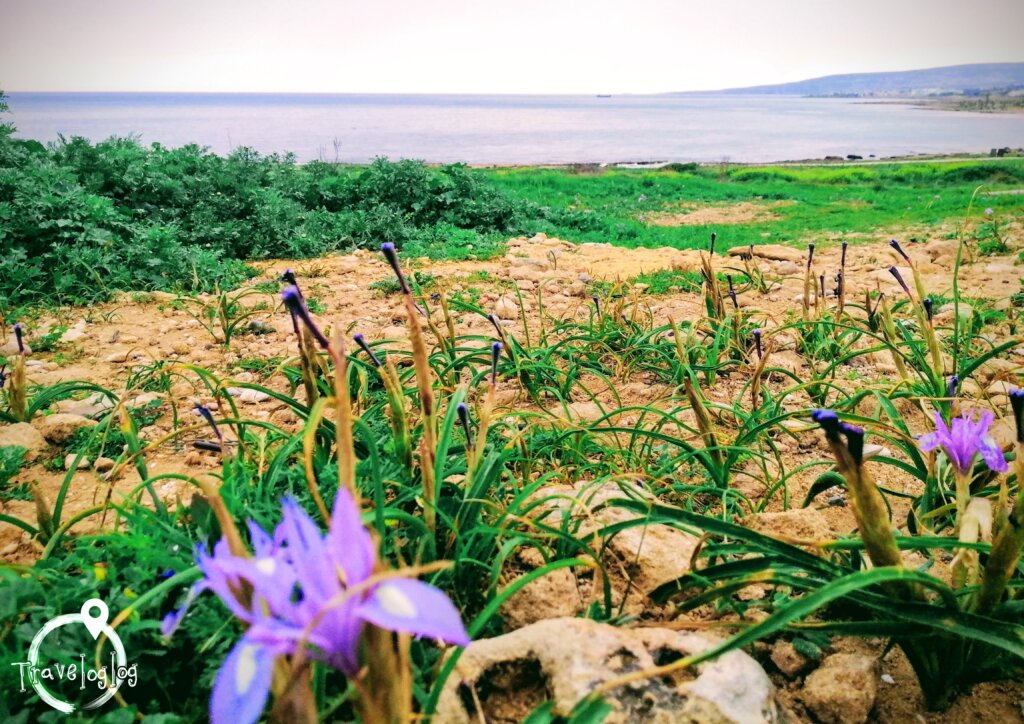 キプロス：海岸と紫の花