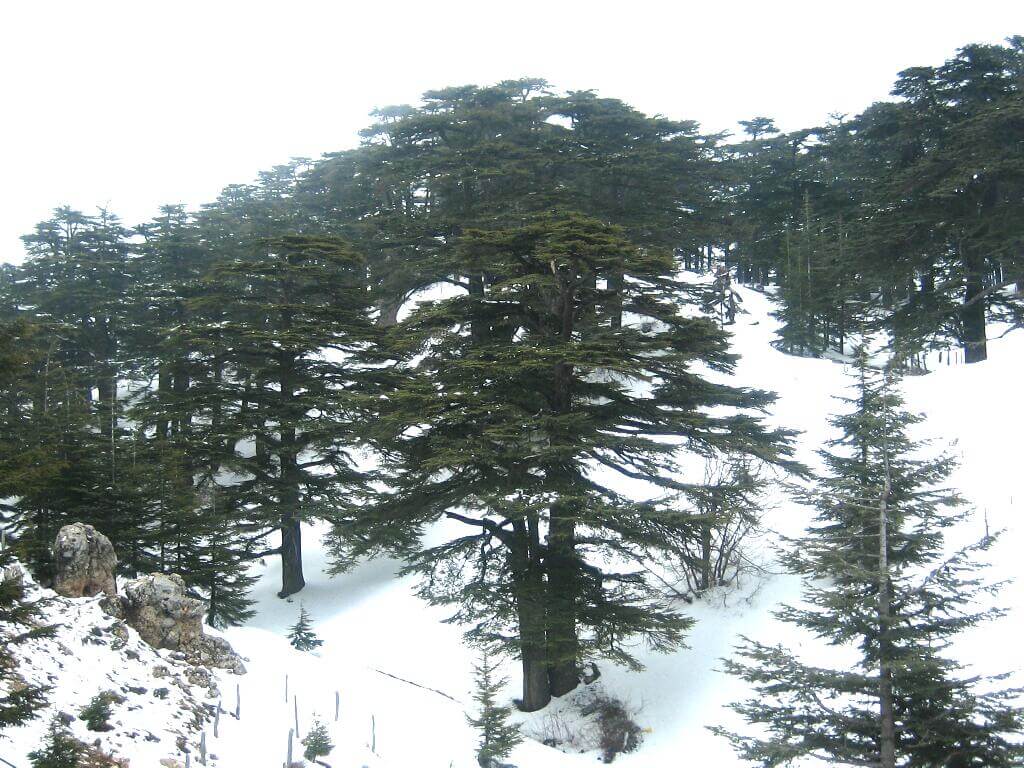 画像：実際のレバノン杉
