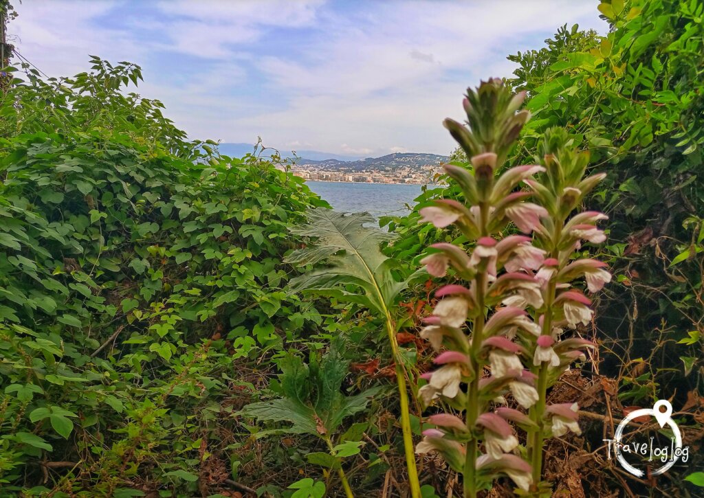 フランス：カンヌ：サント・マルグリット島の藪と花