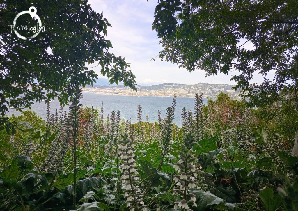 フランス：カンヌ：サント・マルグリット島の花畑